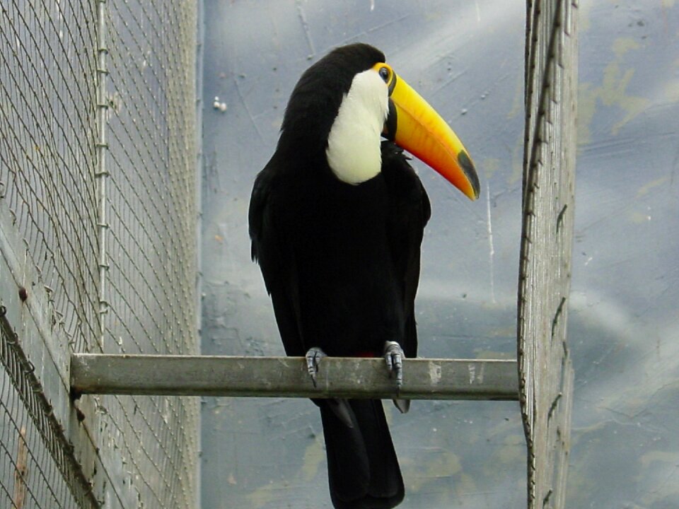 Animals exotic bird brazil photo