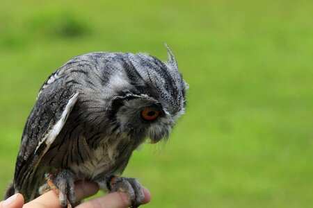 Small bird hand