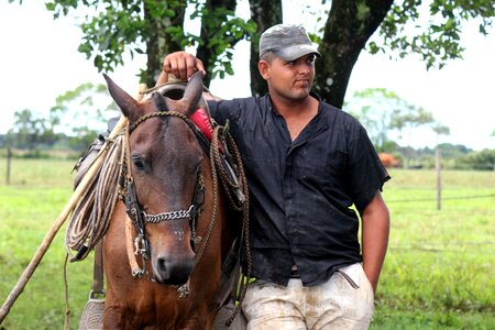 Colt animal beast