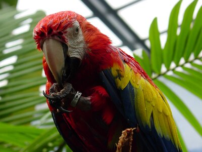 Macaw bird tropical bird
