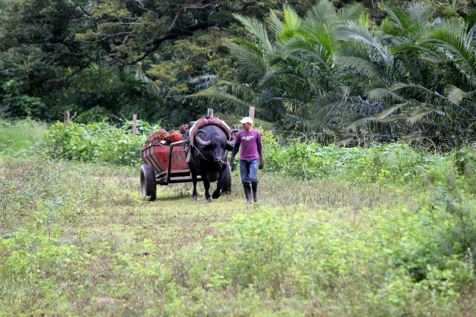 Animal worker work