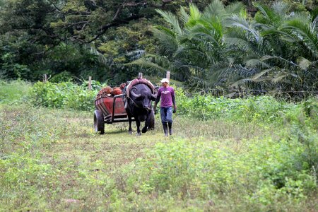 Animal worker work