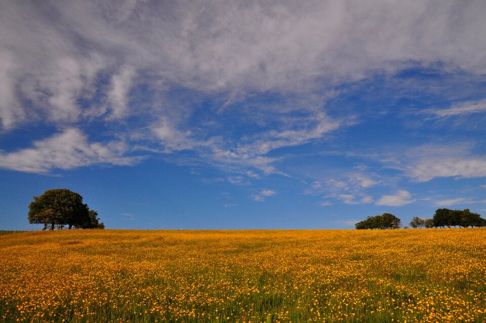Spring yellow