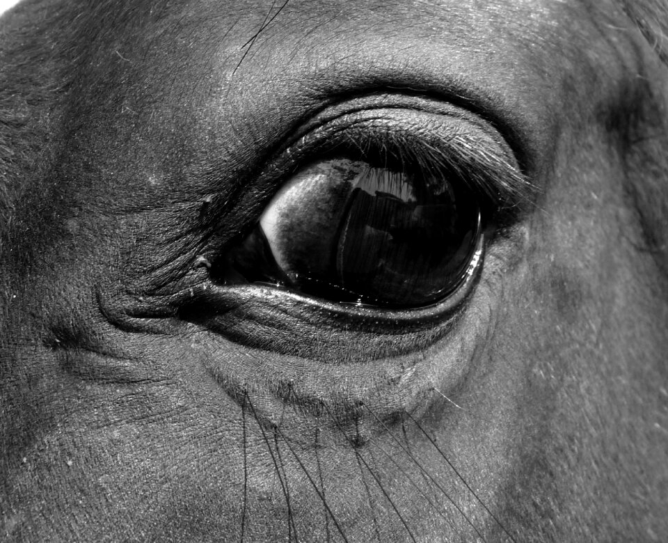 œil eyelashes look