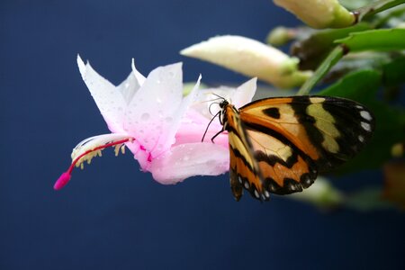 Plant garden orchid photo