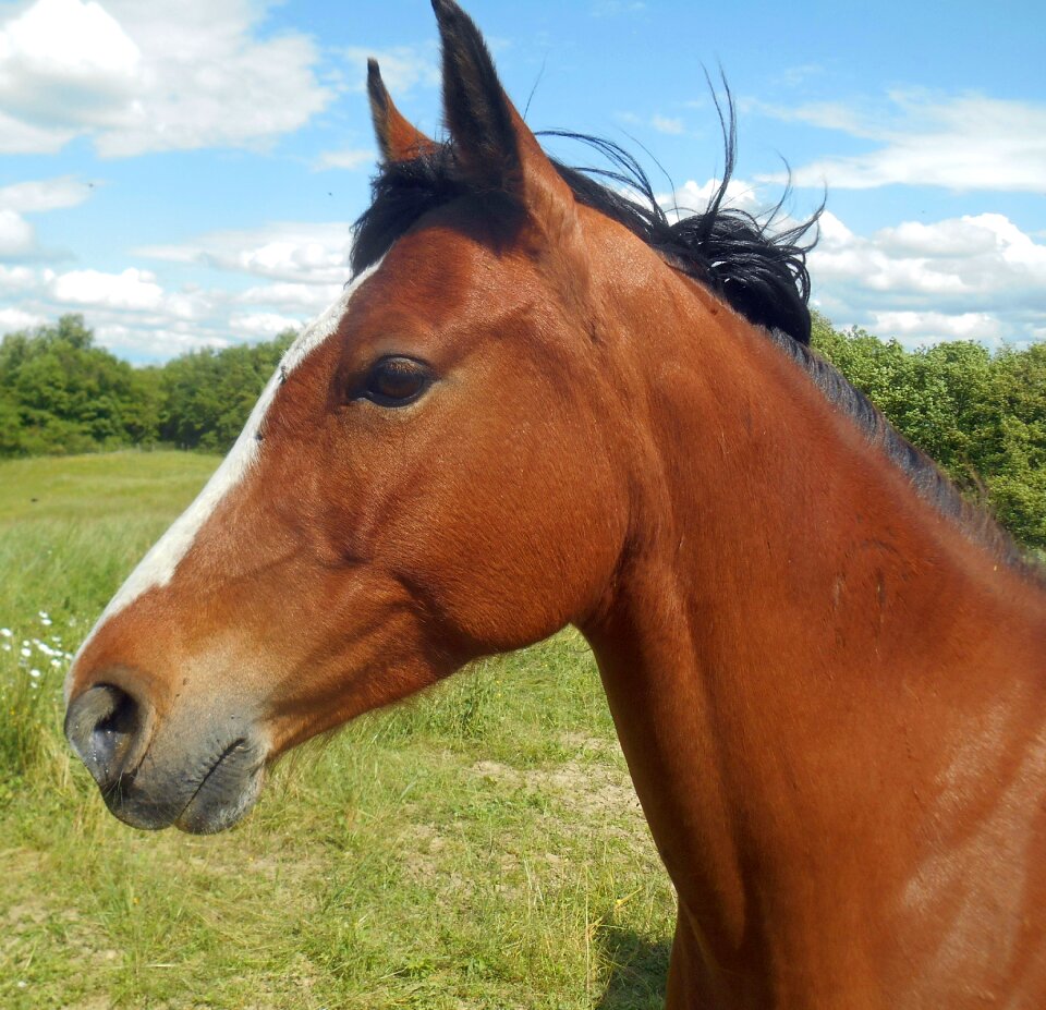 Horses arabic horse head