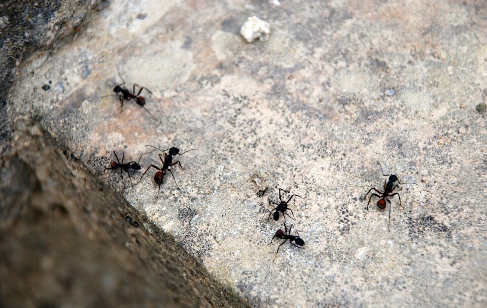 Animals stone insect