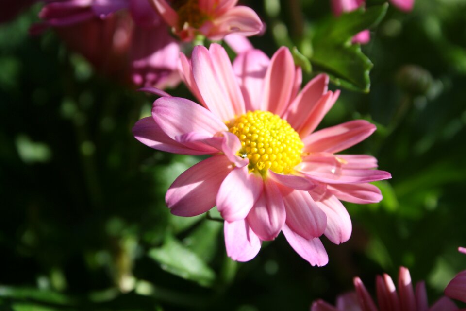 Nature plant flower garden