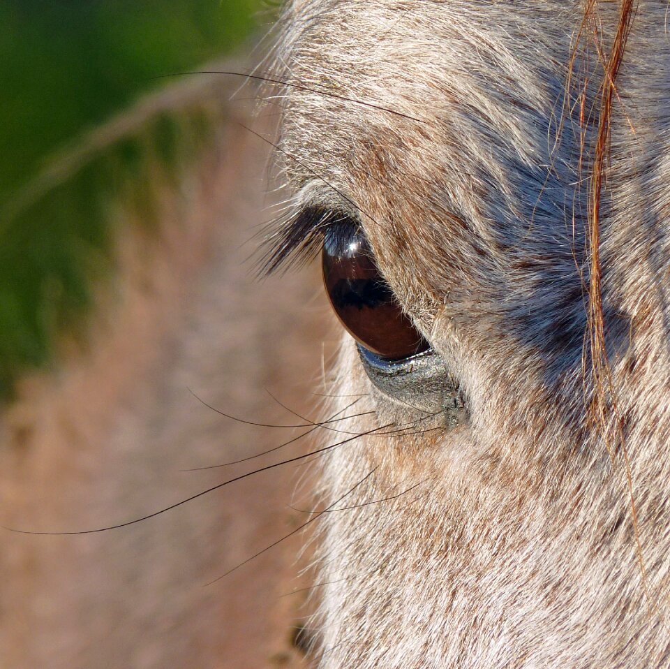 œil eyelashes equine