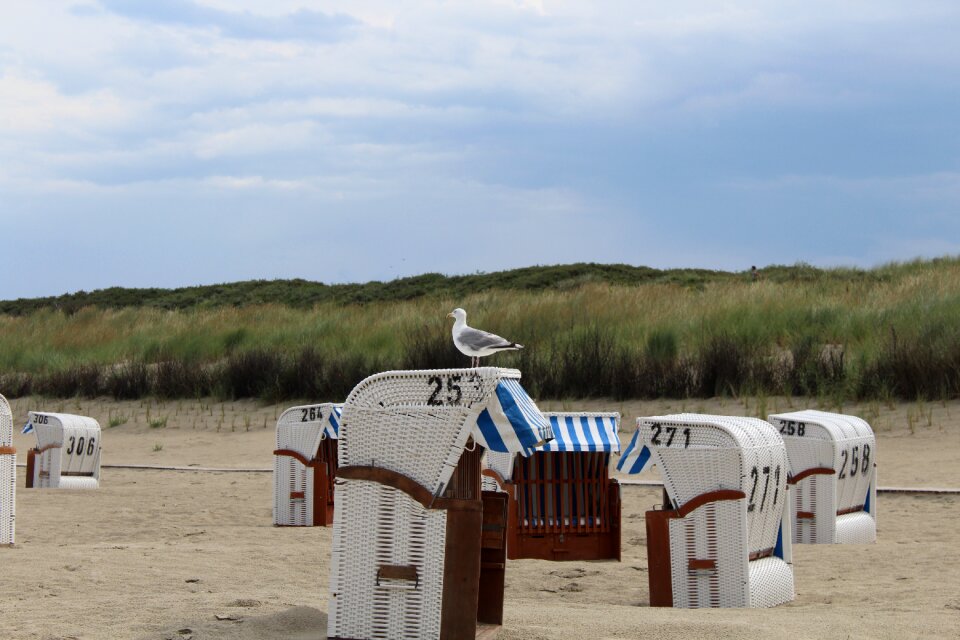 Nature seevogel beach