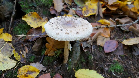 Nature herbstimpression autumn forest