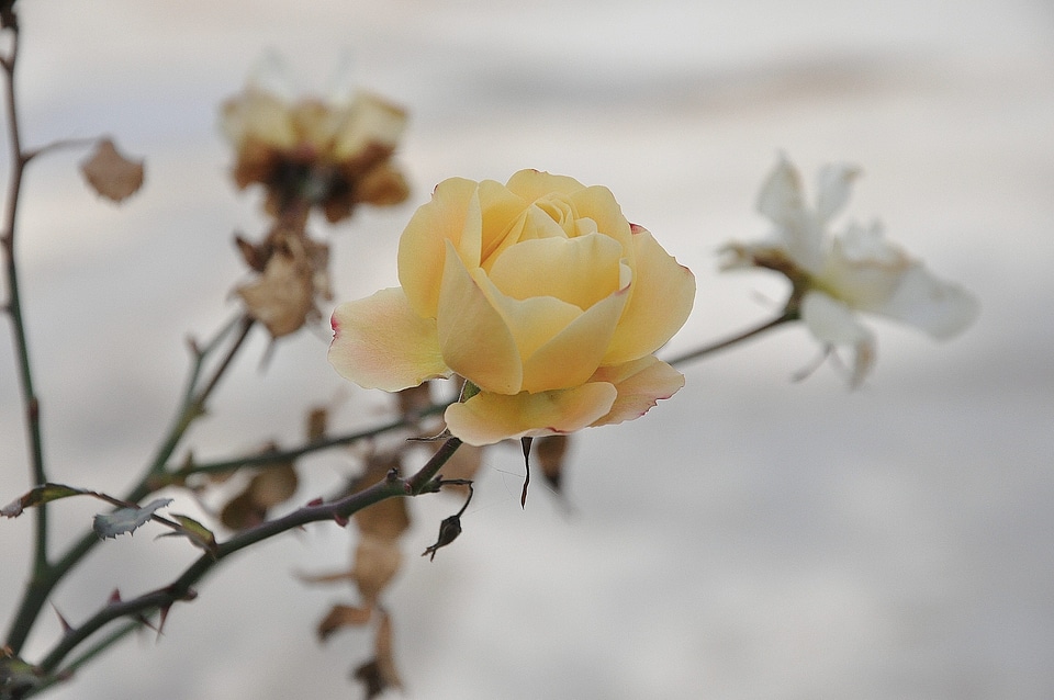 Macro rose green