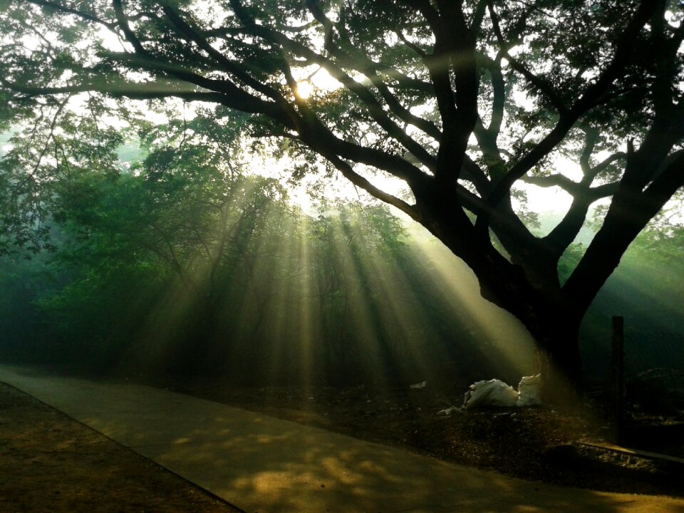 Canopy tree branch