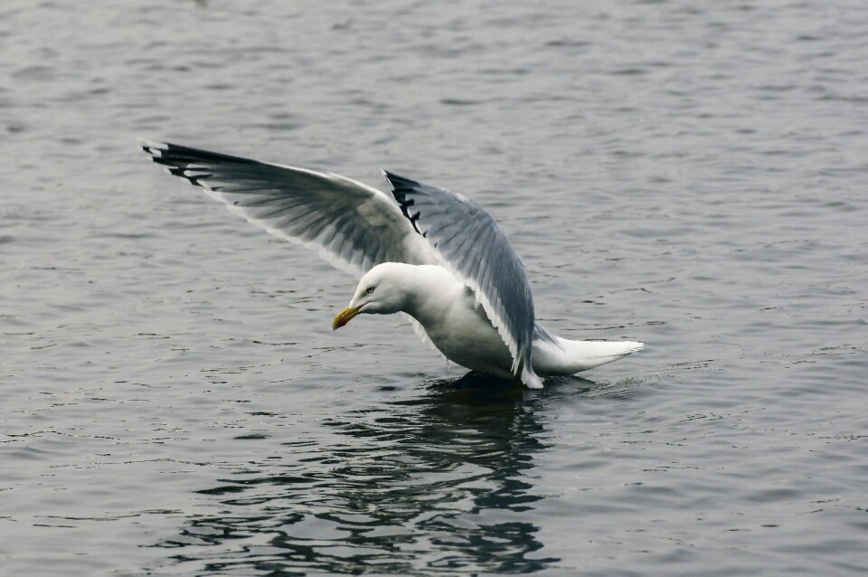 Vacations beach bird