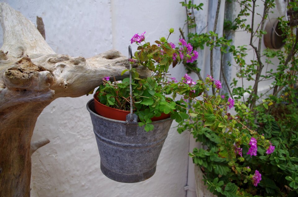 Nature plant vase