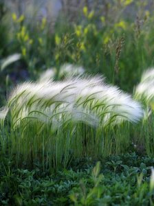 Colorado fuzzy plant