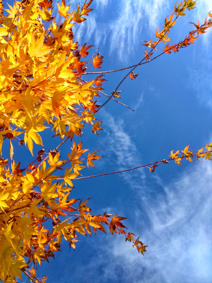 Autumn leaves glow photo