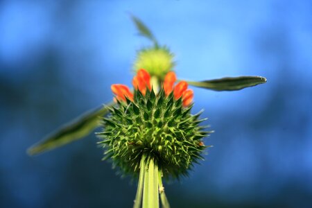 Flower leaf plant photo