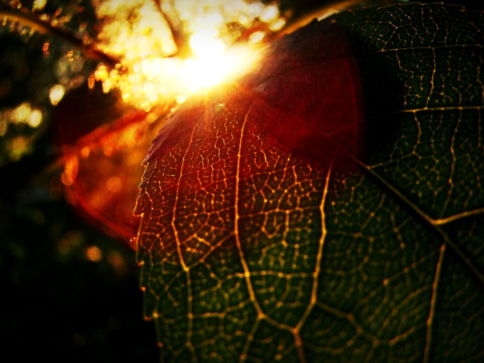 Leaves sun nature