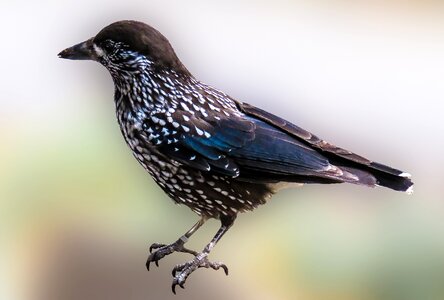 Bird nutcracker raven bird photo