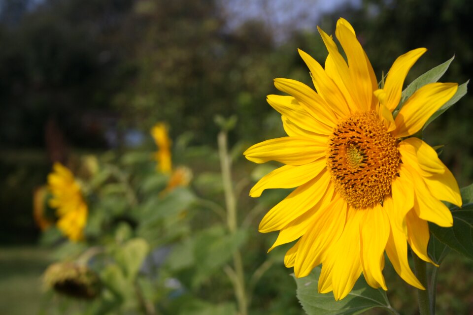 Yellow summer flower