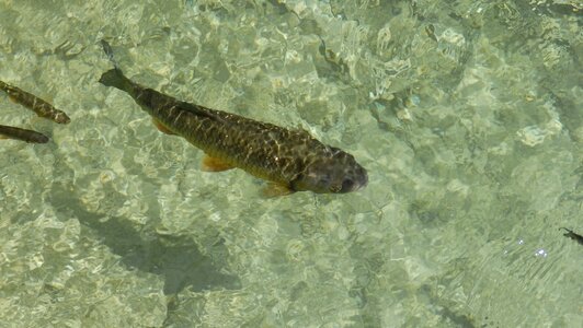 Lagoon goldfish koi