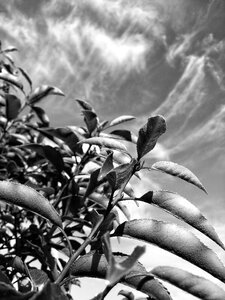Leaf natural autumn