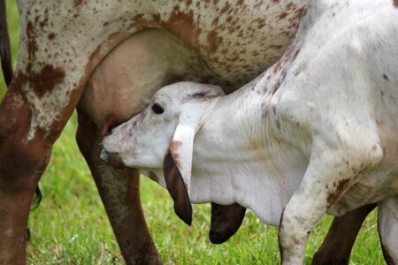 Cow veal livestock photo