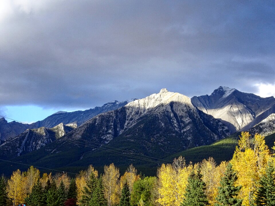Forest rockies canada