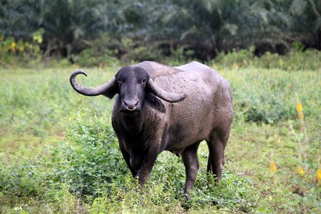 Wild life livestock pasture photo