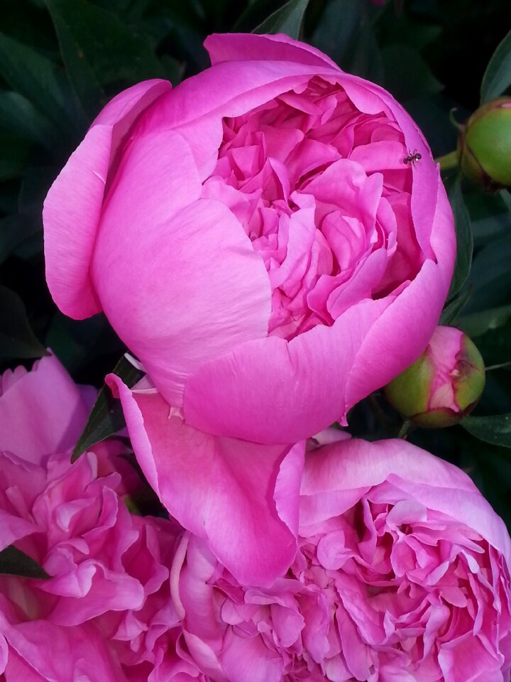 Garden nature blossom