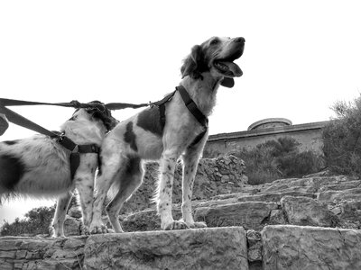 Breed canine doggy photo