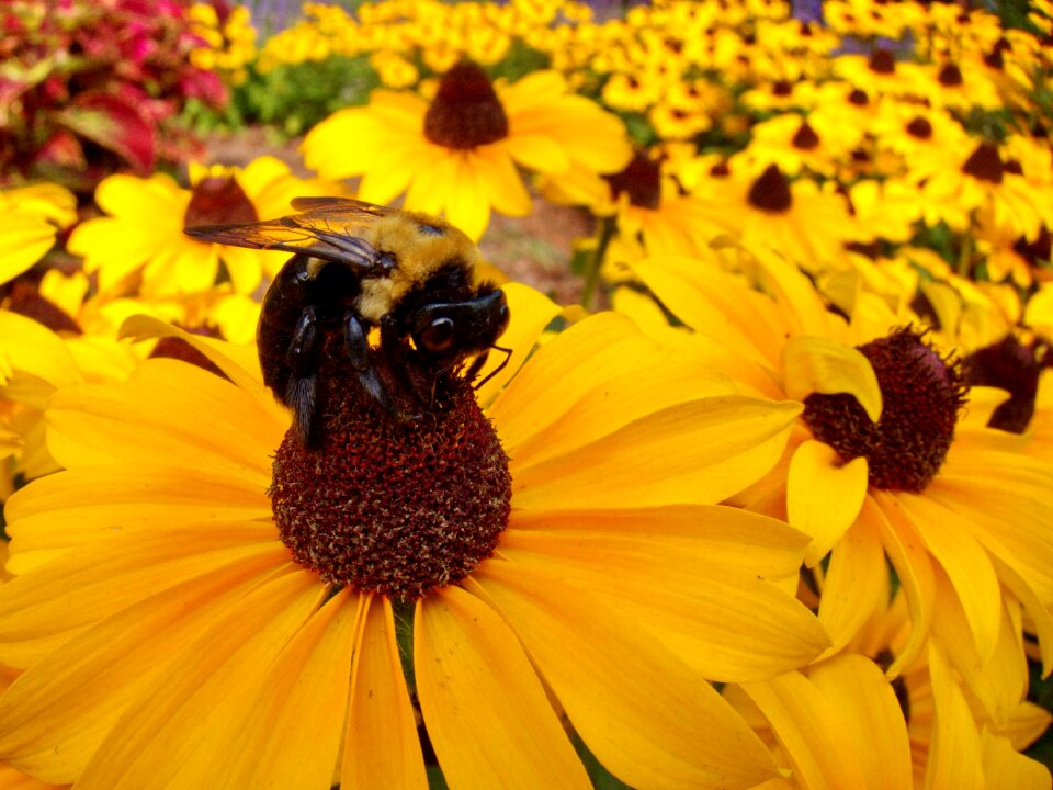 Colorful bees daisy