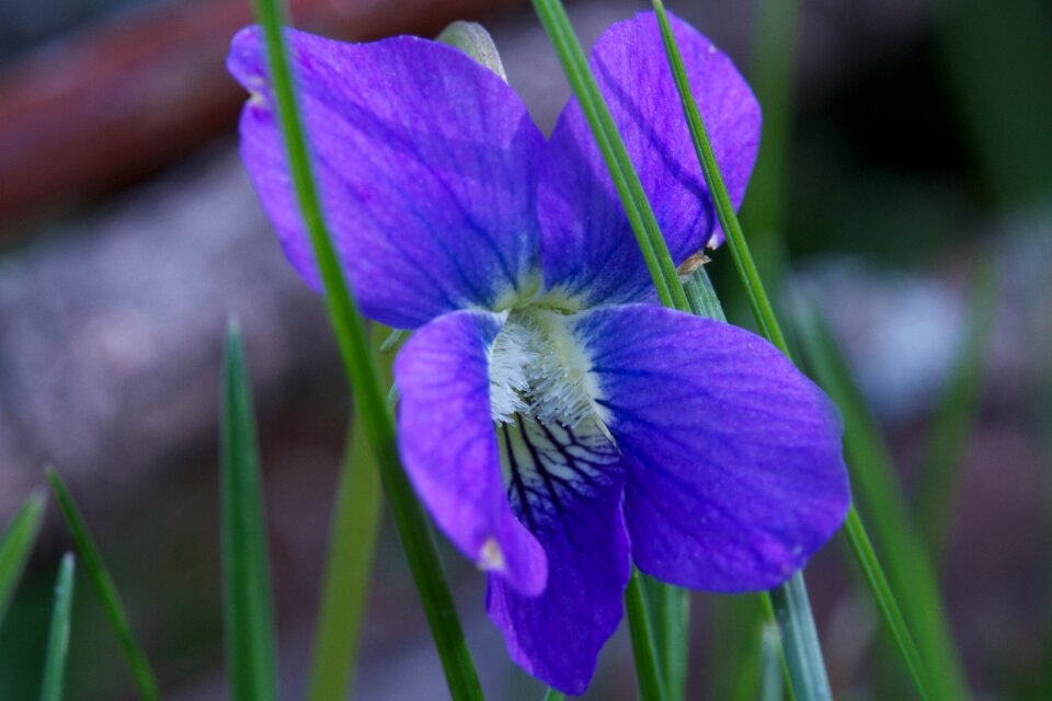 Creeping charlie yard weed summer