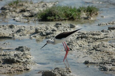 Stilt bird wild