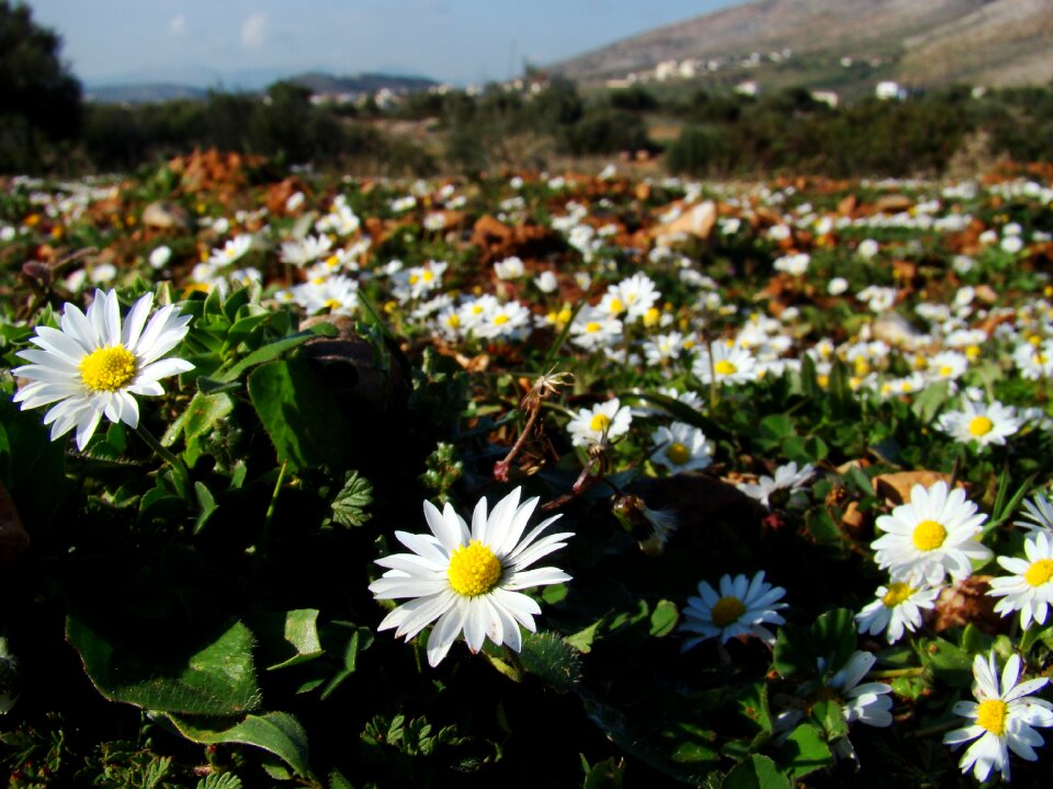 Natural spring flower