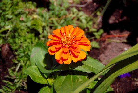 Green foliage orange flower plant photo