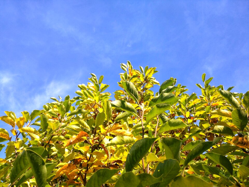 Green garden nature