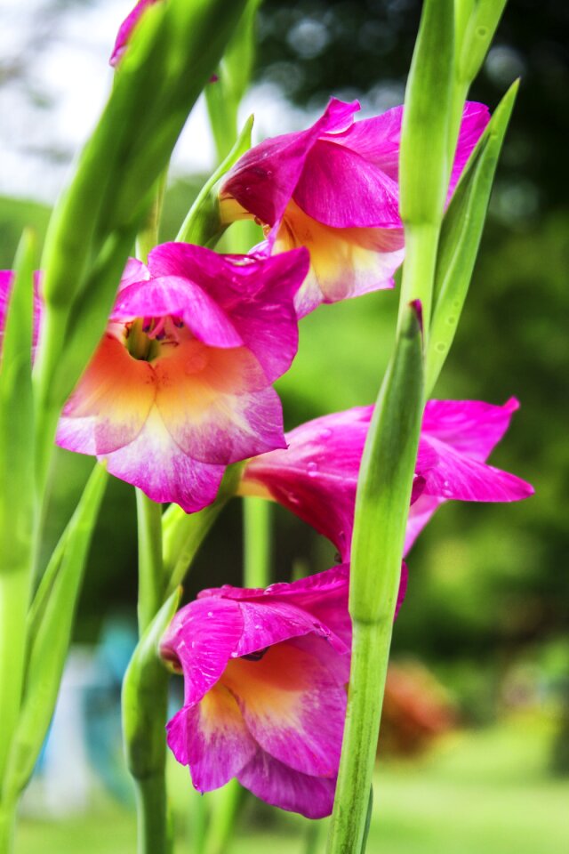 Spring pink plant