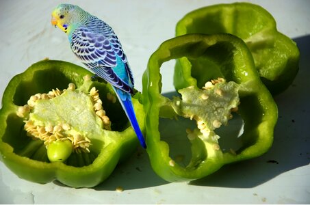 Healthy bird