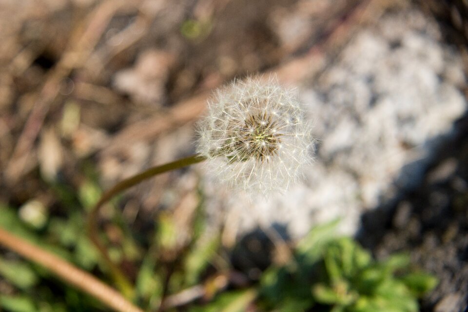 Nature plant greens
