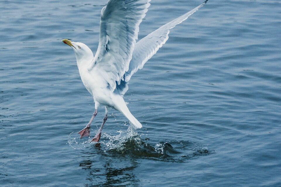 Vacations beach bird