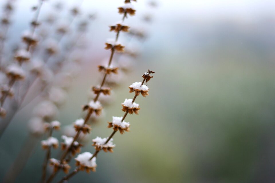 Plant winter oregano