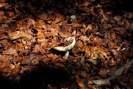 Leaves nature fungi photo