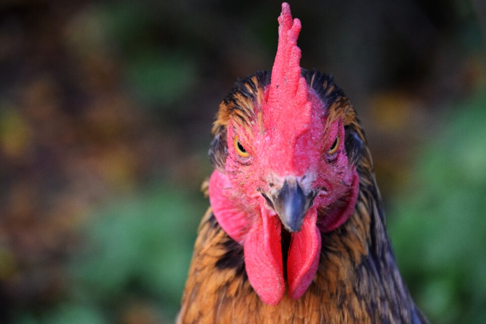 Animal bird feather