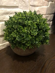 Potted plants plant decoration