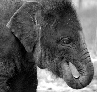 Wildlife gray elephant