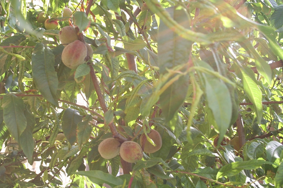 Peach witvlezige fruit tree netherlands