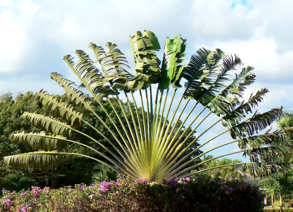 Musacée ravenala madagascariensis tropical tree
