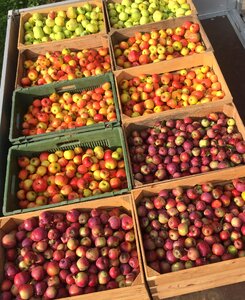 Red apples fruit orchard